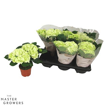 Hydrangea Ma White 2+