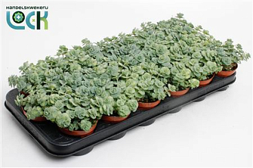 Sedum Siebolii