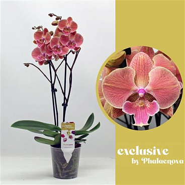 Phal 2st Salmon 18+ (phalaenova)