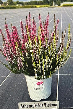 Каллуна обыкновенная Афина/Хильда/ Хелена