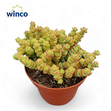 Crassula Marneriana
