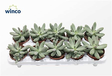Pachyphytum Diamond