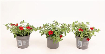 Calibrachoa Cabaret Bright Red