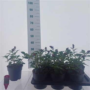 Salvia Love And Wishes