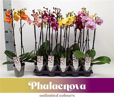 Phal 2st Mix 12+ (phalaenova)