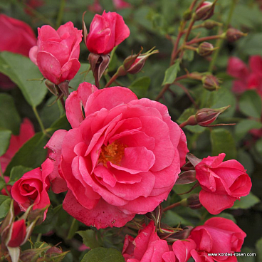 Роза флорибунда Бад Бирнбах