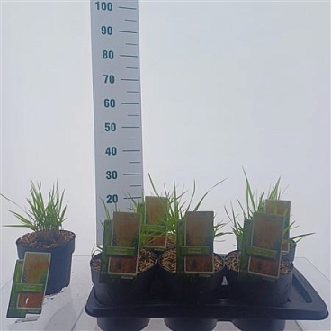 Panicum Virgatum Rehbraun