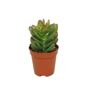 Crassula Gandalf 10,5 Cm