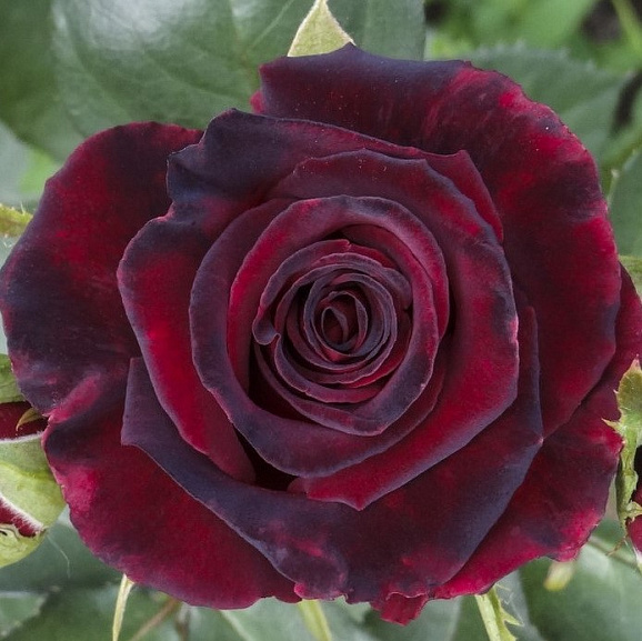 Роза чайно-гибридная Фиджи Негро