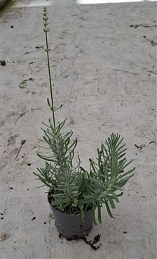 Lavandula An Vienco Purple