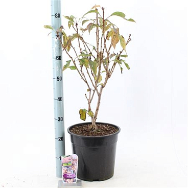 Prunus Accolade