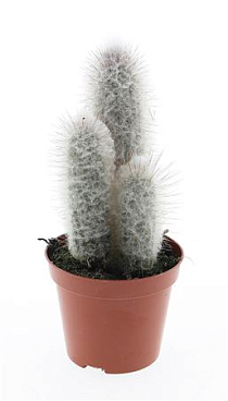 Austrocephalocereus Dybowskii