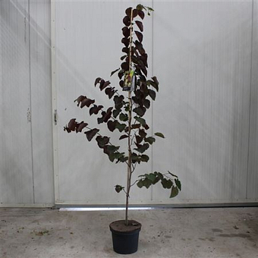 Cercis Canadensis Merlot
