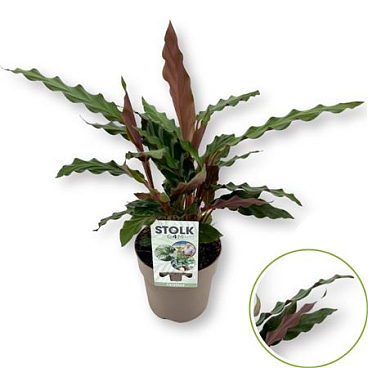 Calathea 12cm 'rufibarba'