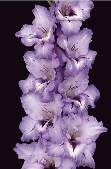 Гладиолус крупноцветковый Голубка