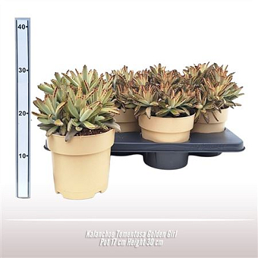 Kalanchoe Tomentosa Golden Girl