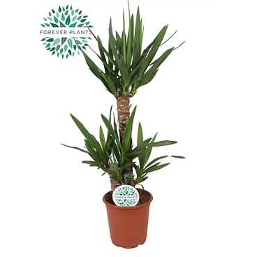 Yucca 60-30-20 3+