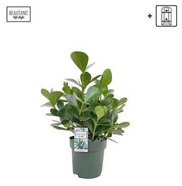 Clusia Green Magic