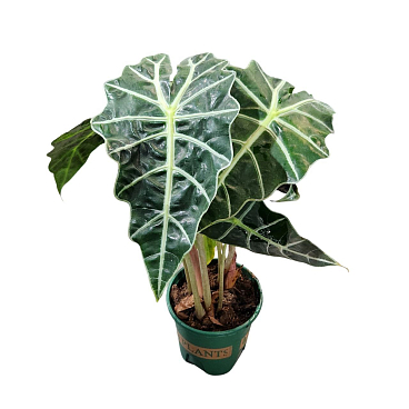 Алоказия Полли