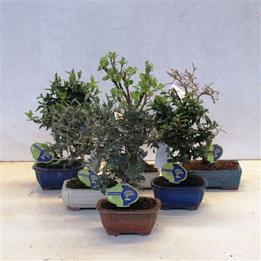 Bonsai Mix Outdoor Mediterranea
