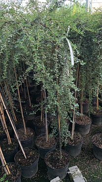 Кизильник лежачий Стрейбс Файндлинг штамб 80