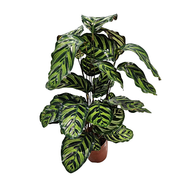 Калатея Макояна