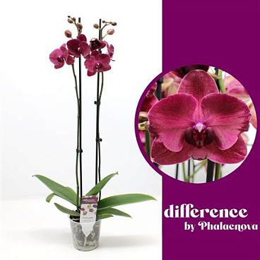 Phal 2st Montreux 14+ (phalaenova)