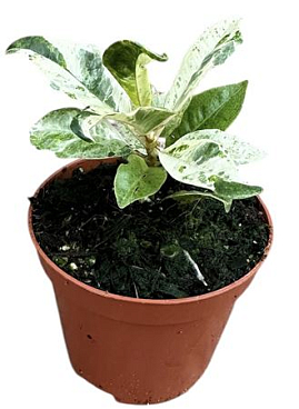 Ficus Shivereana Moonshine