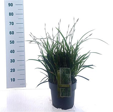 Carex Morrowii Irish Green