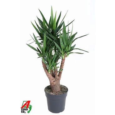 Yucca Barnched Arms 4+