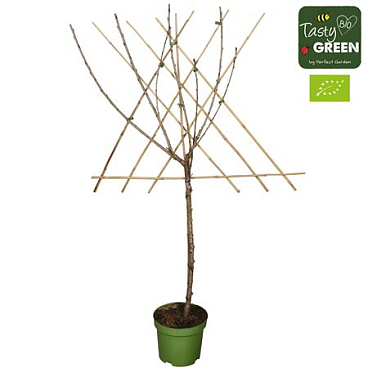 Prunus Avium Sunburst Bio