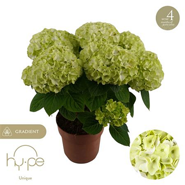 Hydrangea Ma Hi Hailstone 5+ (hy-pe)