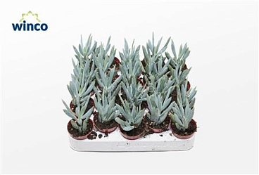 Senecio Mount Everest
