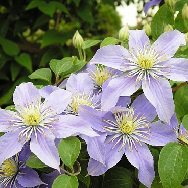 Клематис гибридный Джуста в тубе