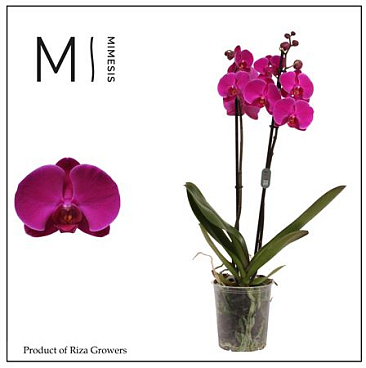 Phal 2st Midnight Rambler 16+ (orchid Growers)