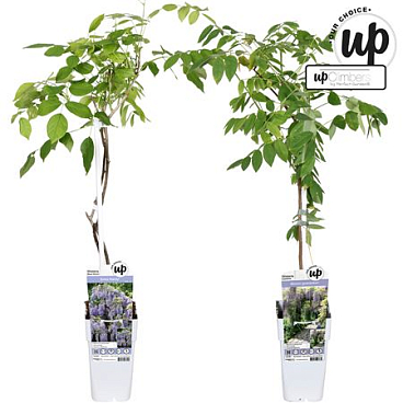 Wisteria Mix (our Choice)
