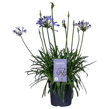 Nolina Agapanthus Ø 24 . Summer Lovetm Blue In B