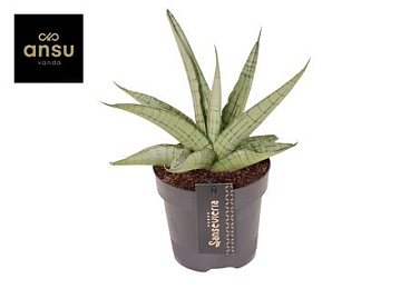 Sansevieria Comet Pastel Grey No. 3