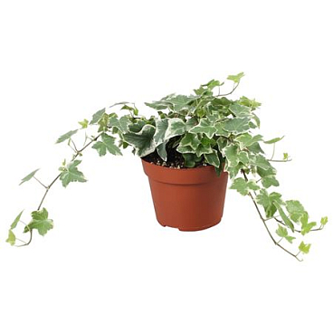 Hedera Helix Overig Bont