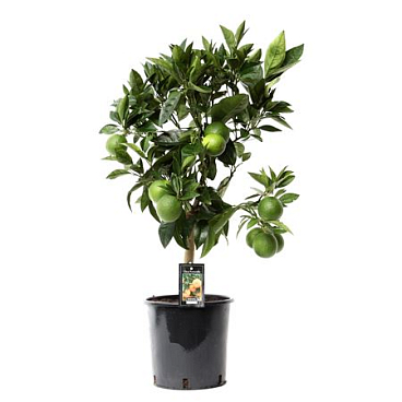 Citrus Red Orange On Stem