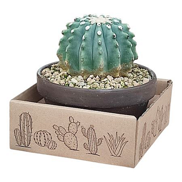 Ferocactus Glaucescens Inermis In Terracotta