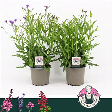 Verbena Rigida Mix