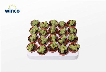 Маммиллярия Бокасана Фред