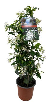 Trachelospermum Jasminoides