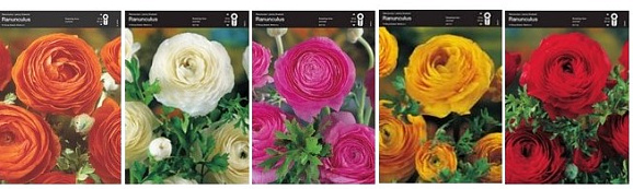 Лютик 01 (шоубокс)