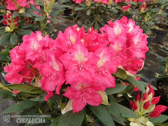 Рододендрон гибридный Жан ||| Собиески