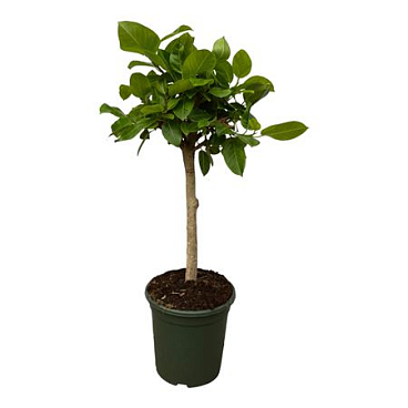 Ficus Altissima On Stem