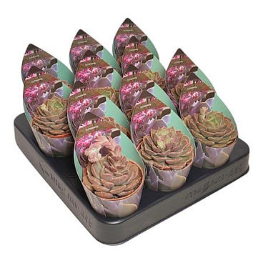 Echeveria Brown Pink Potcover