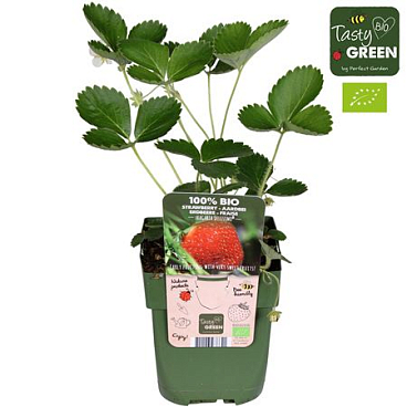 Fragaria X Ananassa Delizzimo Bio