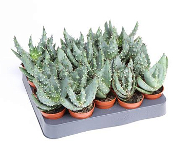 Aloe Reitzii